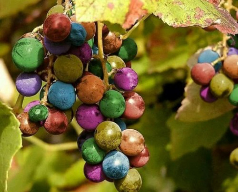 редкие сорта винограда